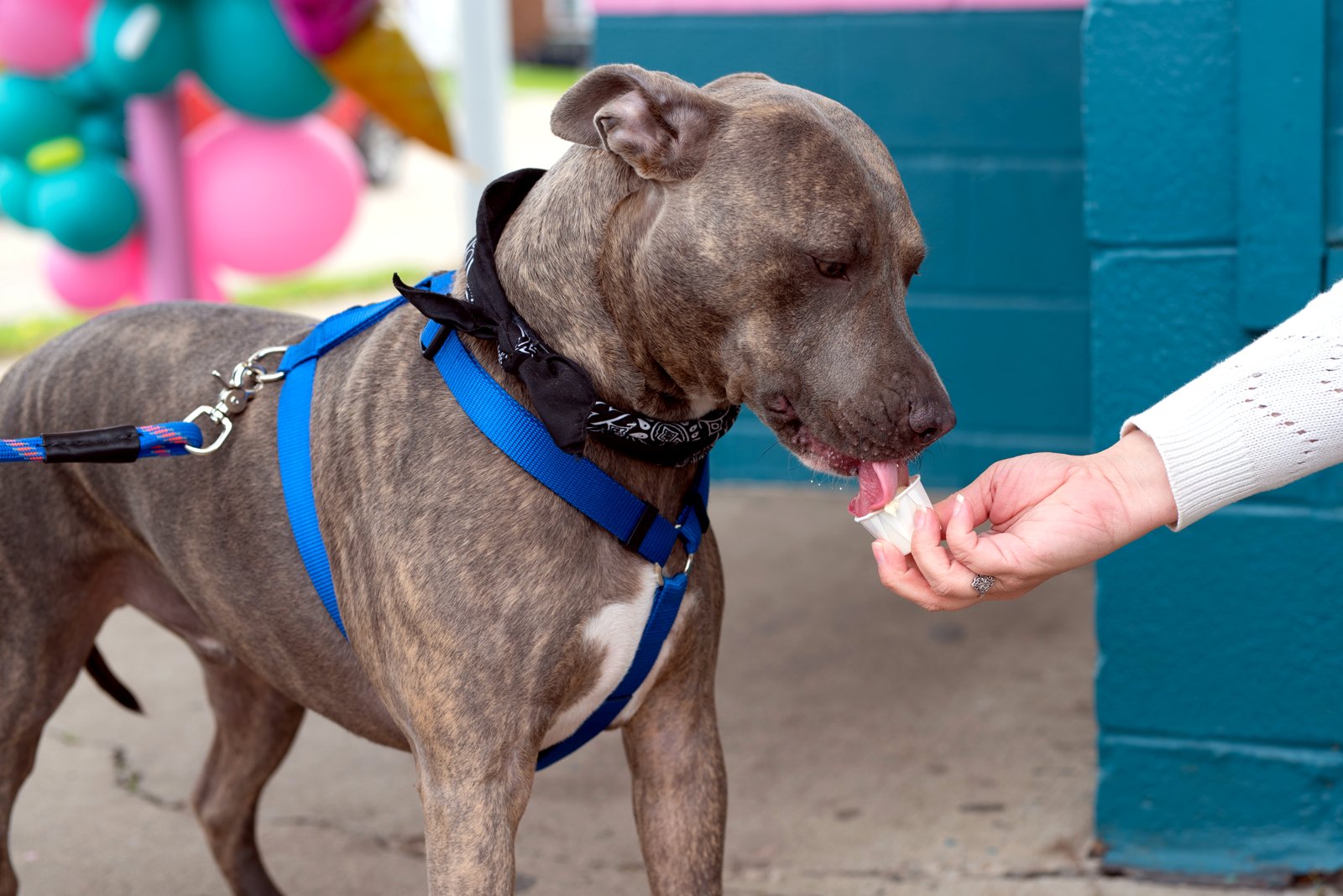 A very good dog enjoying a pup cup